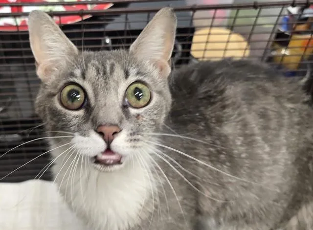 A young small-sized female Domestic Short Hair cat named Rutabaga for adoption in Tucson, AZ