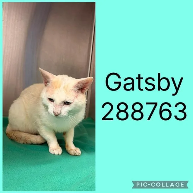 An adult large-sized male Domestic Short Hair cat named Gatsby for adoption in Macon, GA