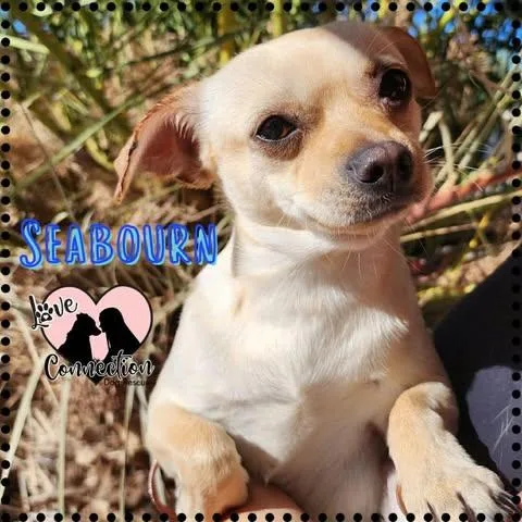 A baby small-sized female Apricot / Beige Chihuahua dog named Seabourn for adoption in Gilbert, AZ
