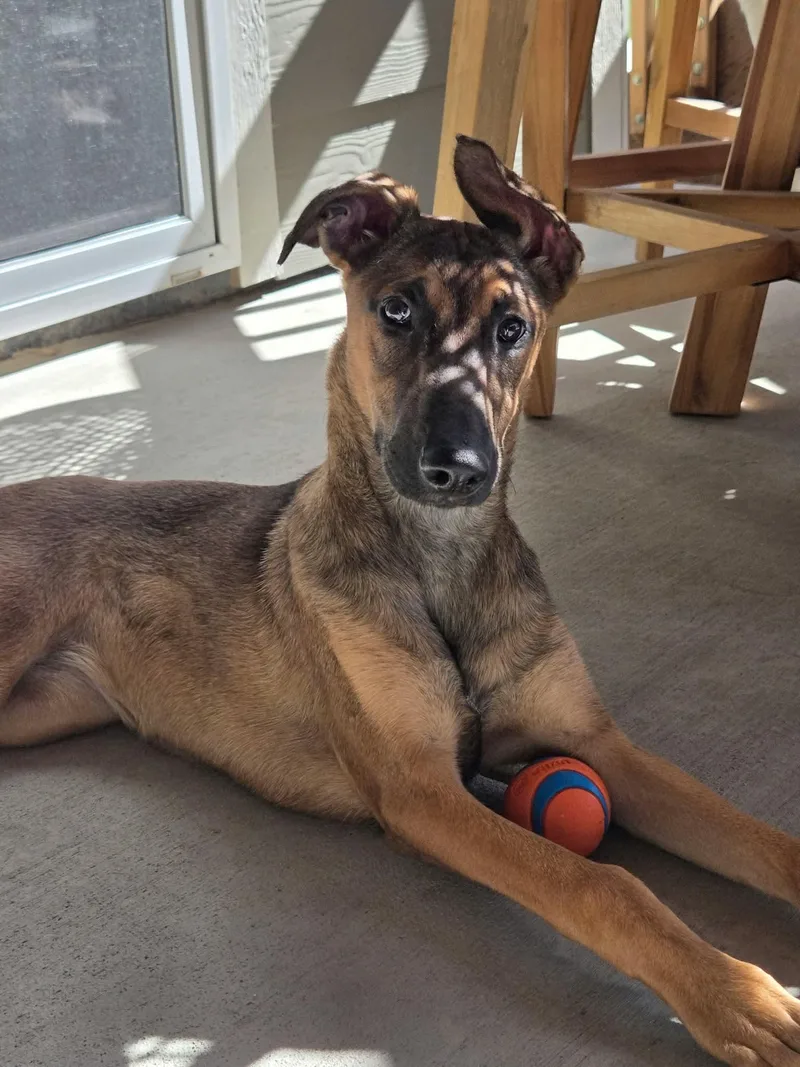 A young large-sized female Belgian Shepherd / Malinois dog named Ara for adoption in Elizabeth, CO