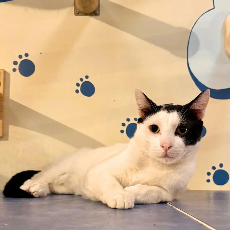An adult medium-sized male Black & White / Tuxedo Domestic Short Hair cat named A Boy Called North for adoption in Brooklyn, NY