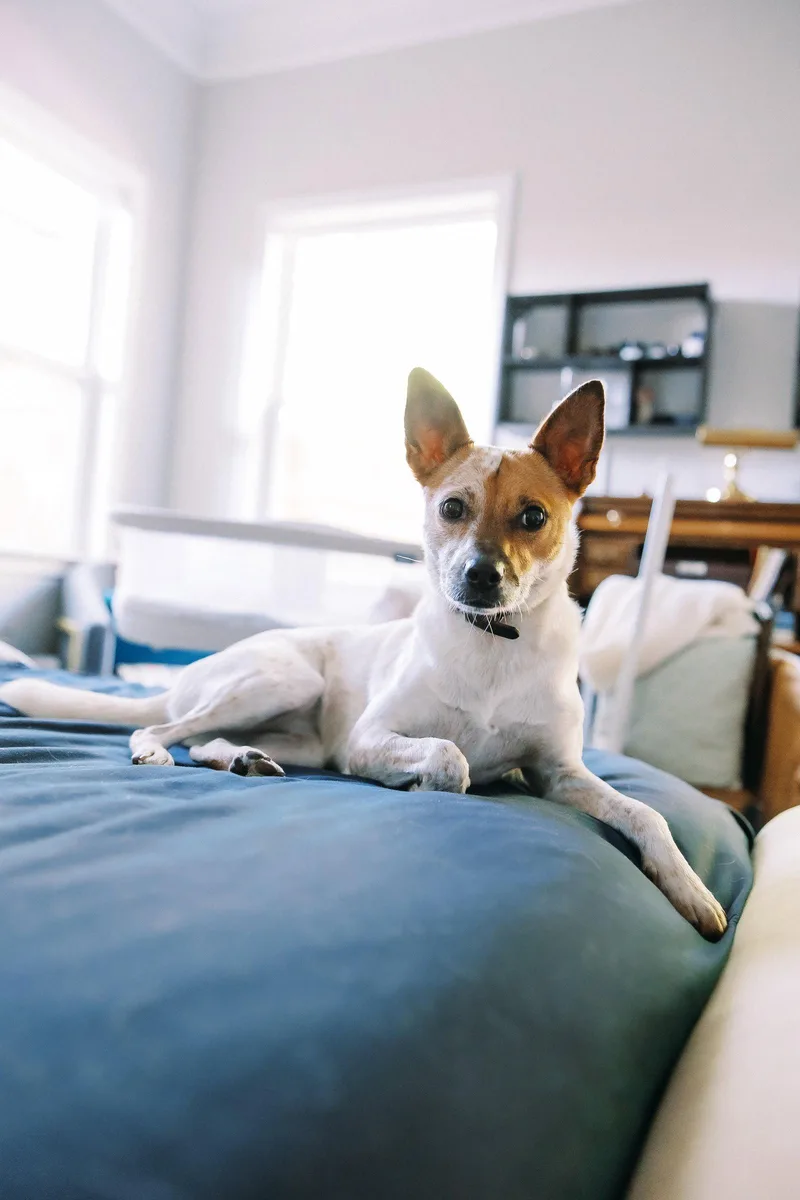 A young small-sized female Australian Cattle Dog / Blue Heeler dog named MakiAto for adoption in Decatur, GA