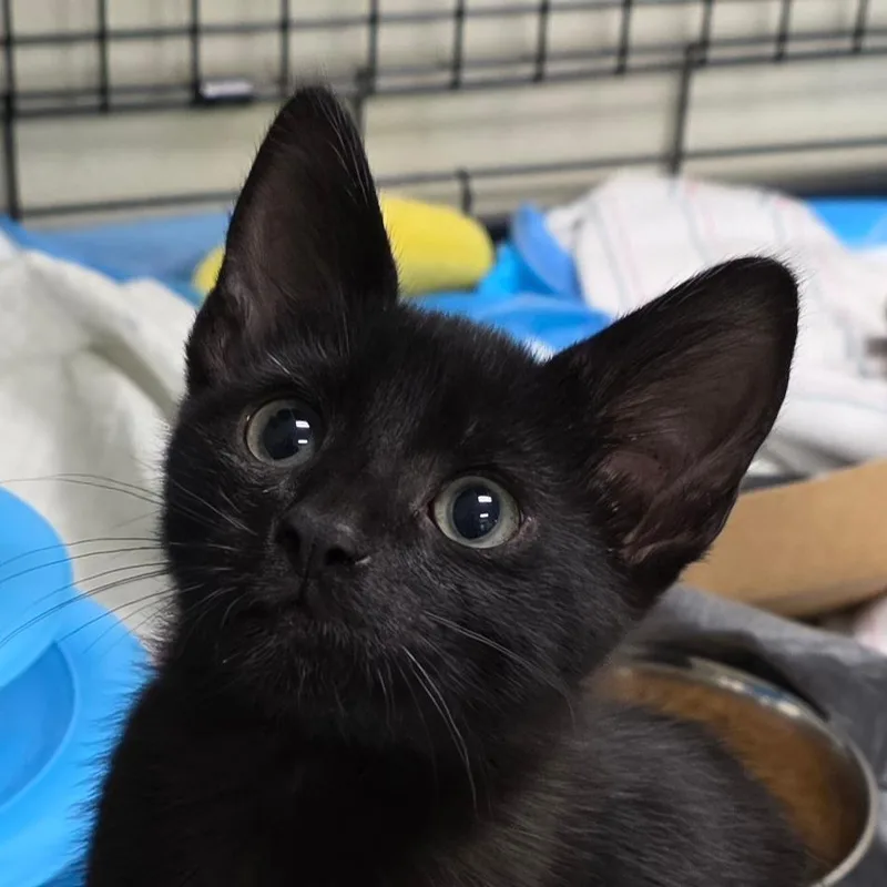 A baby small-sized male Black Domestic Short Hair cat named Mikey for adoption in Williston, FL