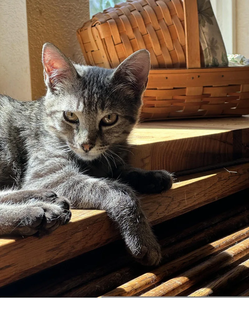 A baby medium-sized male Domestic Short Hair cat named Wendigo for adoption in Colorado Springs, CO
