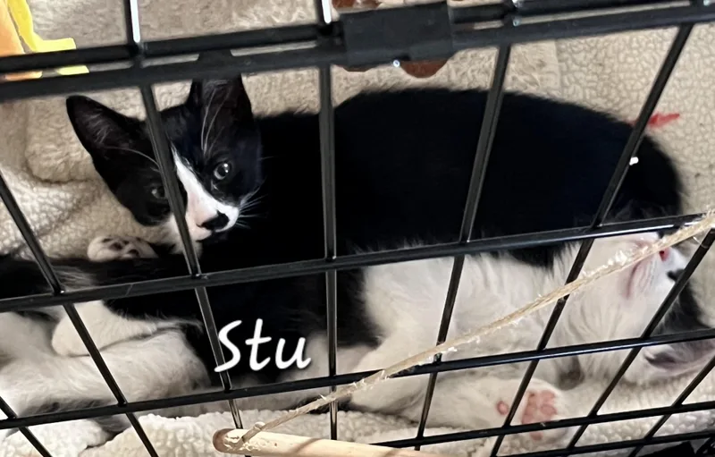 Stu