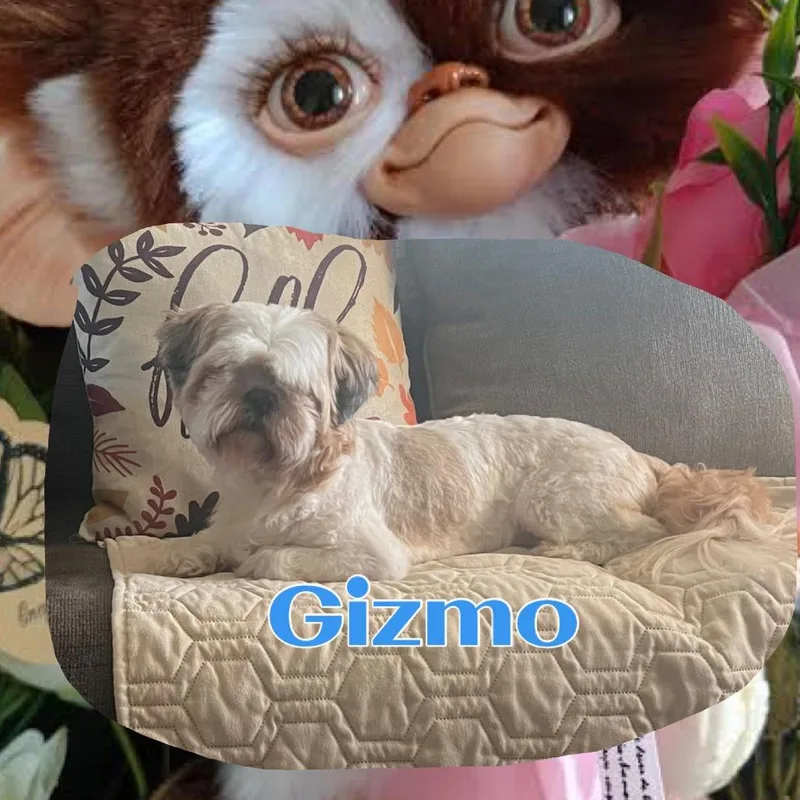 Gizmo thumbnail 2