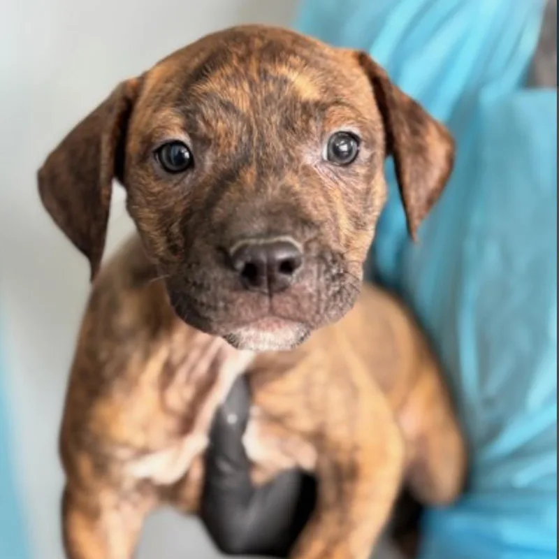 A baby large-sized male Brindle Mixed Breed dog named Tiny Dancer for adoption in Springboro, OH