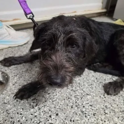 A young medium-sized male Black Mixed Breed dog named Rooster for adoption in Fredericksburg, VA