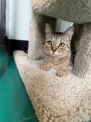 An adult small-sized female Tabby (Buff / Tan / Fawn) Domestic Short Hair cat named Fanta for adoption in Williamsport, PA