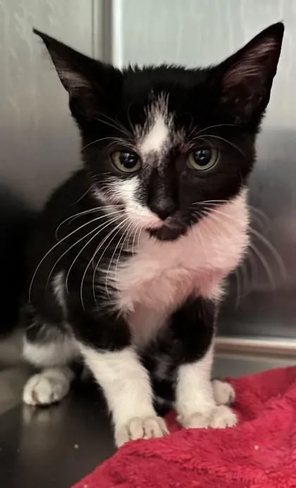 A baby small-sized female Domestic Short Hair cat named Wind for adoption in New Albany, IN