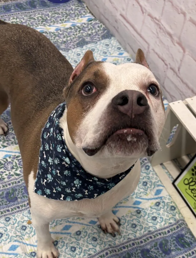 Chester thumbnail 4