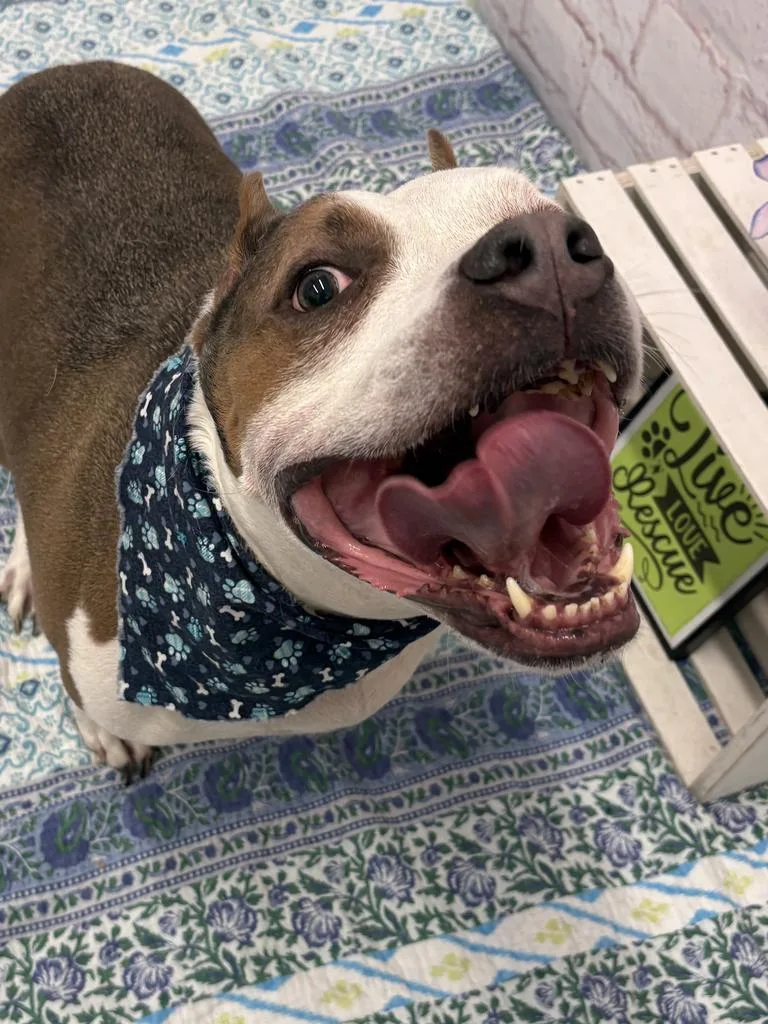Chester thumbnail 6