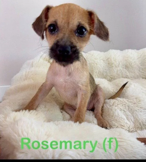 A baby small-sized female Terrier dog named Rosemary for adoption in Lake Hopatcong, NJ