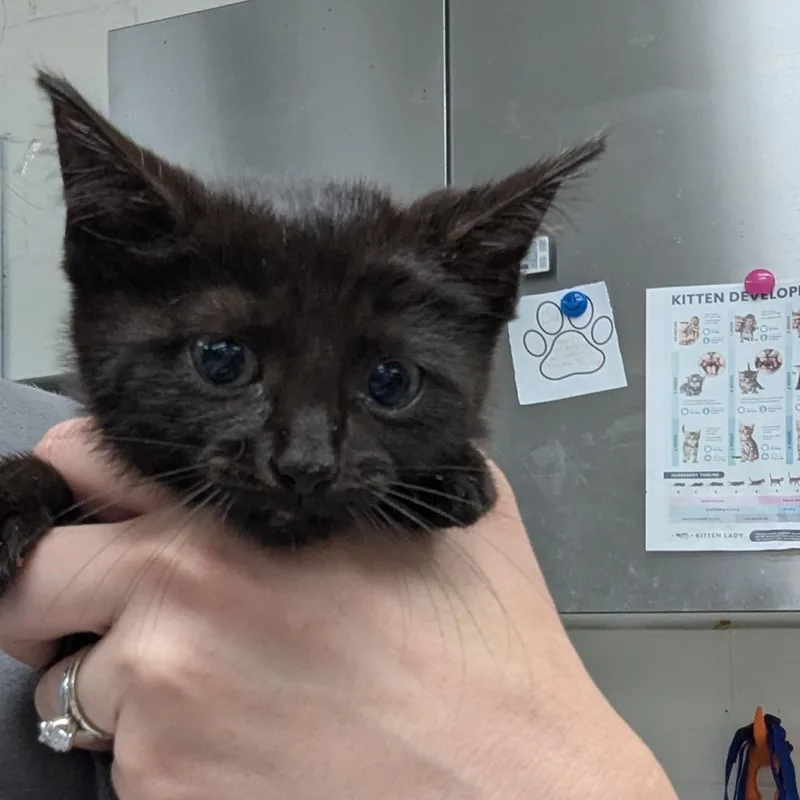 A baby small-sized female Black Domestic Short Hair cat named Andie for adoption in Indianapolis, IN