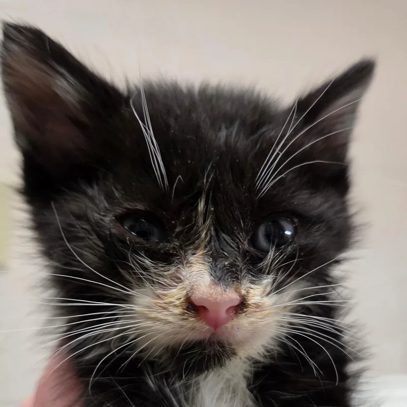 A baby small-sized male Black Domestic Short Hair cat named Niles for adoption in Zanesville, OH