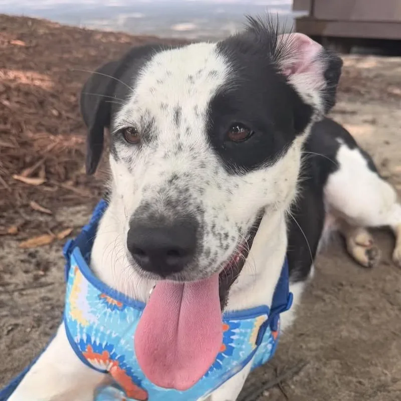 An adult medium-sized female Black Border Collie dog named Lorrie for adoption in Columbia, SC