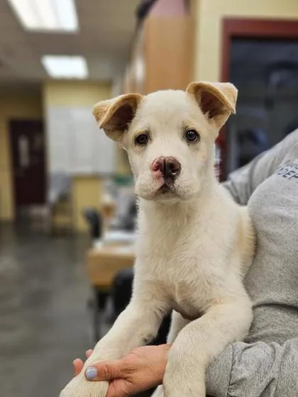 A baby medium-sized male Mastiff dog named Sonny for adoption in Independence, MO
