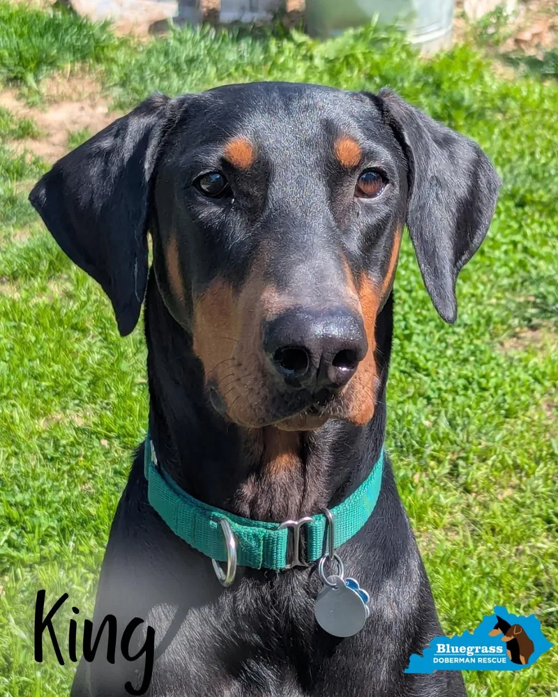 An adult large-sized male Black Doberman Pinscher dog named King for adoption in Louisville, KY