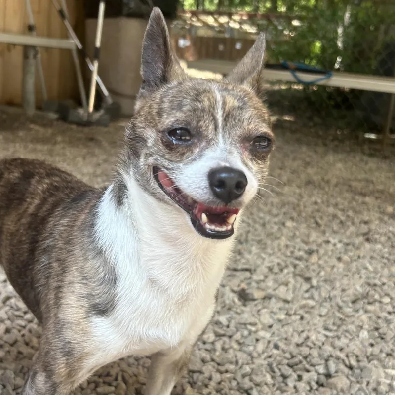 An adult small-sized male Brindle Chihuahua dog named Garbonzo Bean for adoption in Decatur, GA