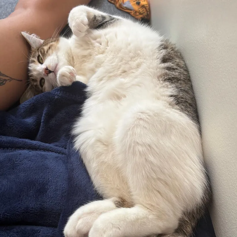 Sandy Cheeks thumbnail 3