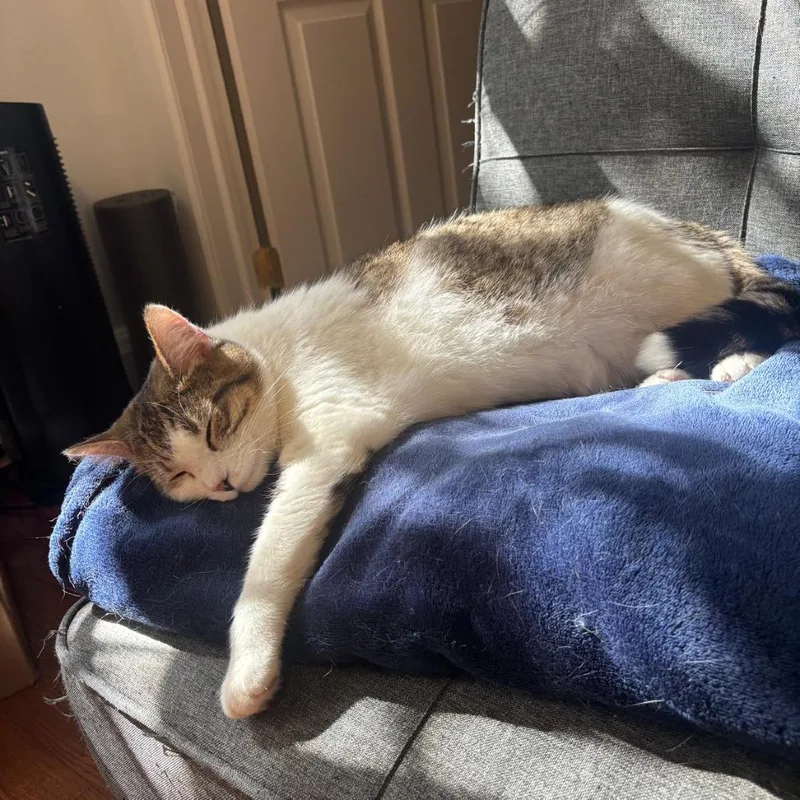 Sandy Cheeks thumbnail 5