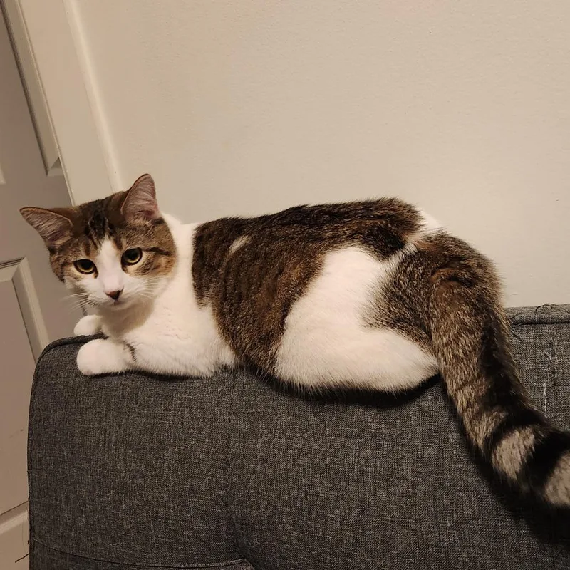 Sandy Cheeks thumbnail 6