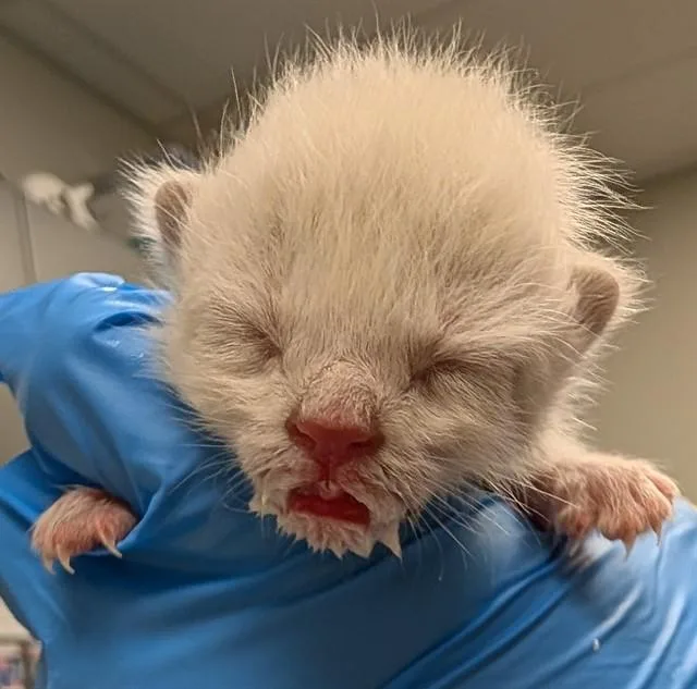 A baby small-sized female Domestic Short Hair cat named Mini Moka for adoption in Ontario, CA