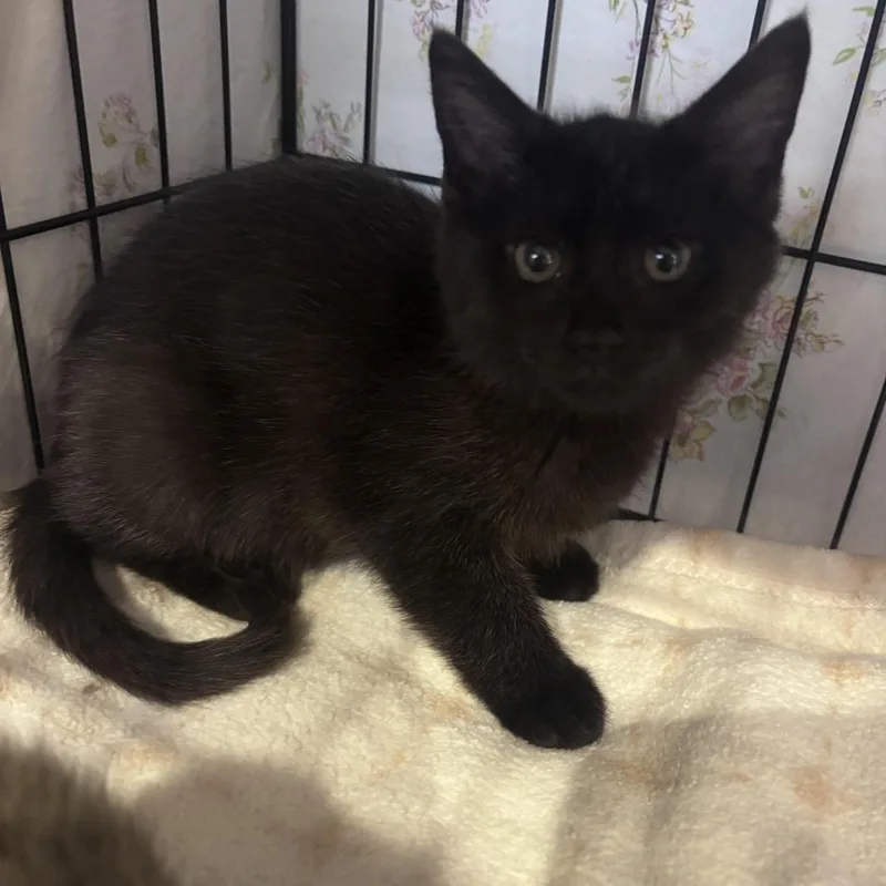 A baby small-sized female Domestic Short Hair cat named Ariel for adoption in Cincinnati, OH