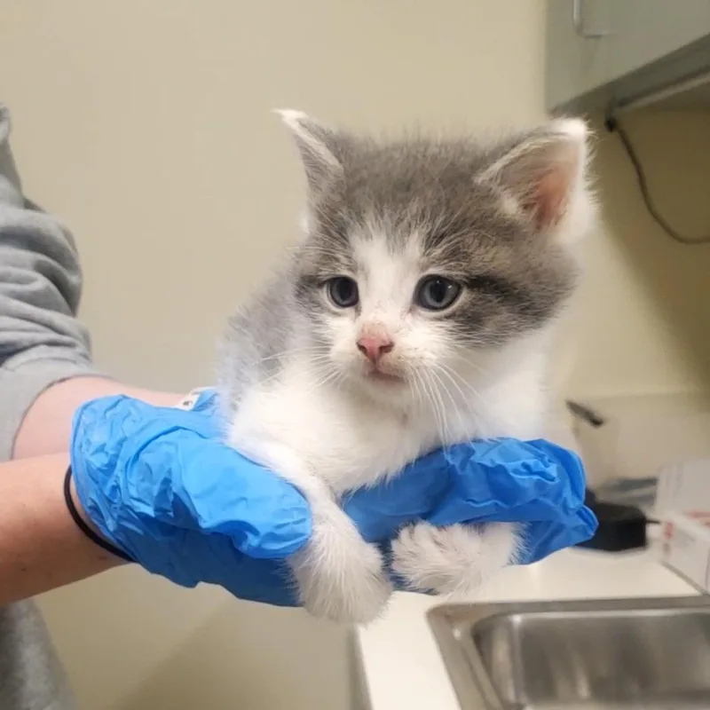 A baby small-sized male Gray / Blue / Silver Domestic Short Hair cat named Tofu for adoption in Novelty, OH