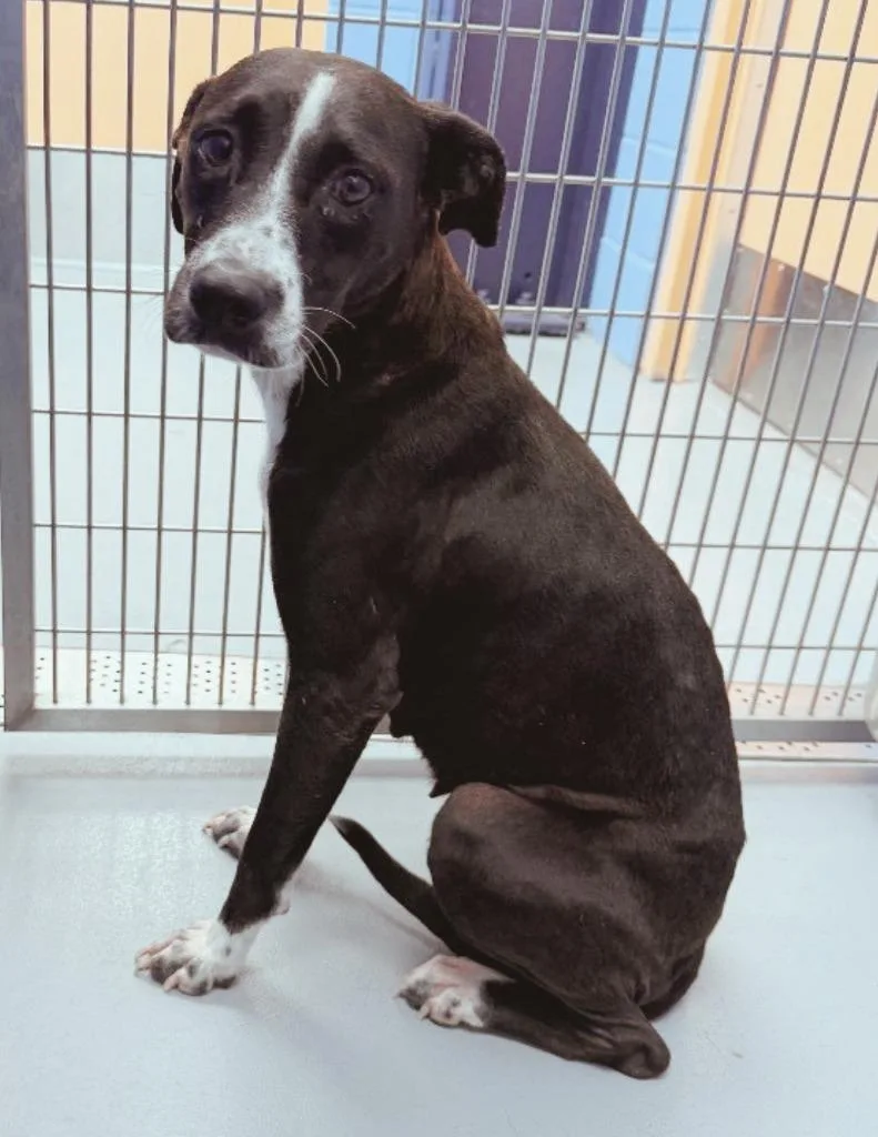 A young medium-sized female Labrador Retriever dog named Luce for adoption in Hartsville, SC