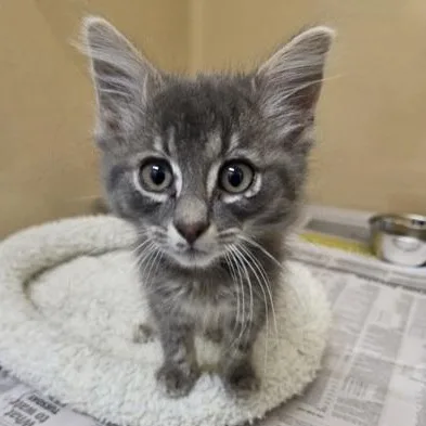 A young medium-sized male Tabby (Gray / Blue / Silver) Domestic Medium Hair cat named Grimm for adoption in Converse, TX