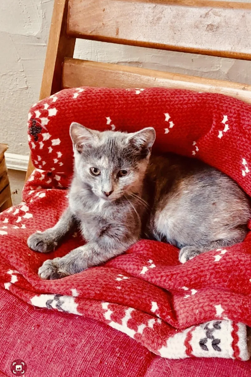A baby medium-sized female Dilute Calico cat named Carrie & Corrine for adoption in New York, NY