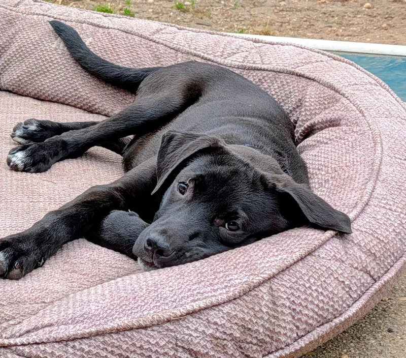 A baby medium-sized male Black Labrador Retriever dog named Brooks for adoption in Oceanport, NJ