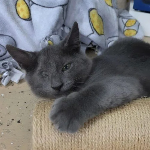 A baby small-sized male Gray / Blue / Silver Domestic Short Hair cat named Gray for adoption in Elizabeth, IL
