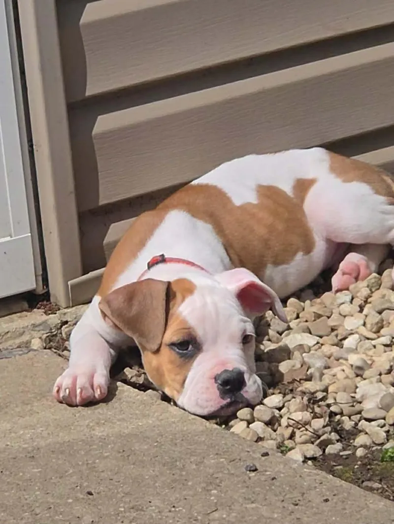 Nashville thumbnail 2