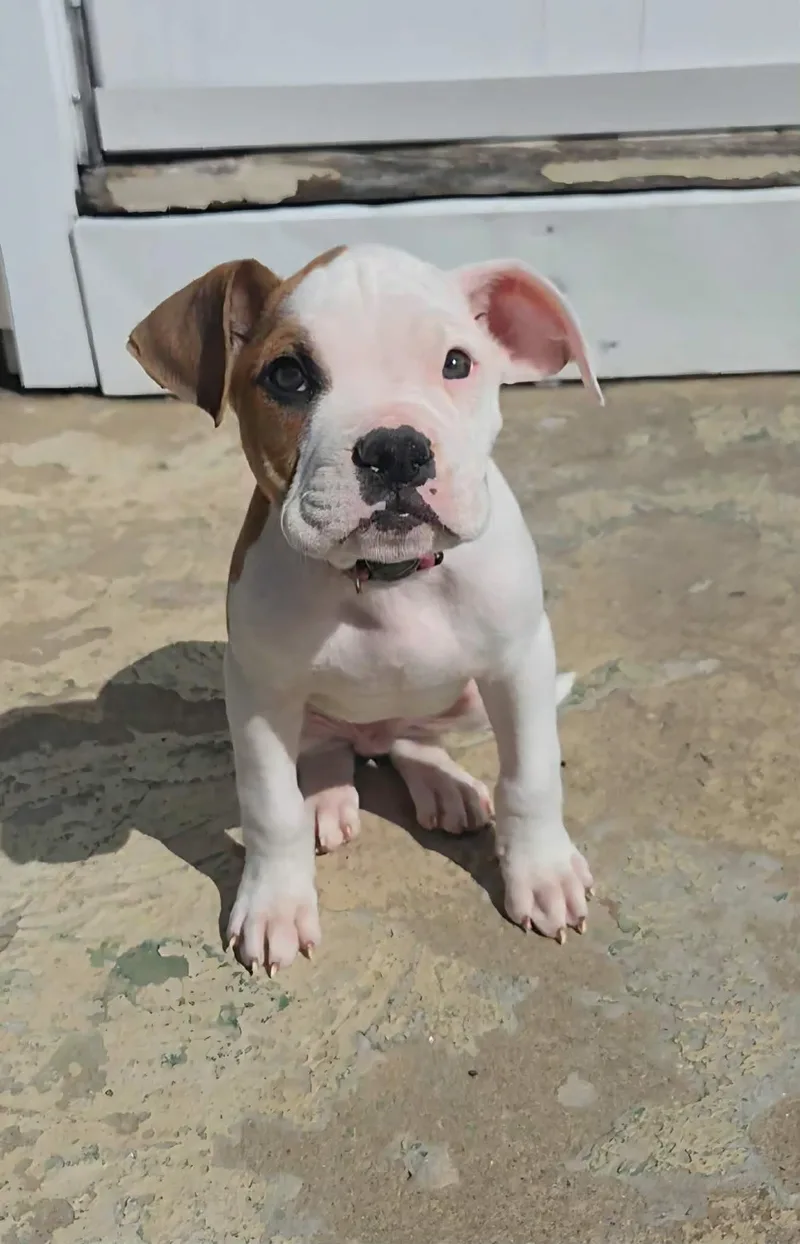 Nashville thumbnail 3