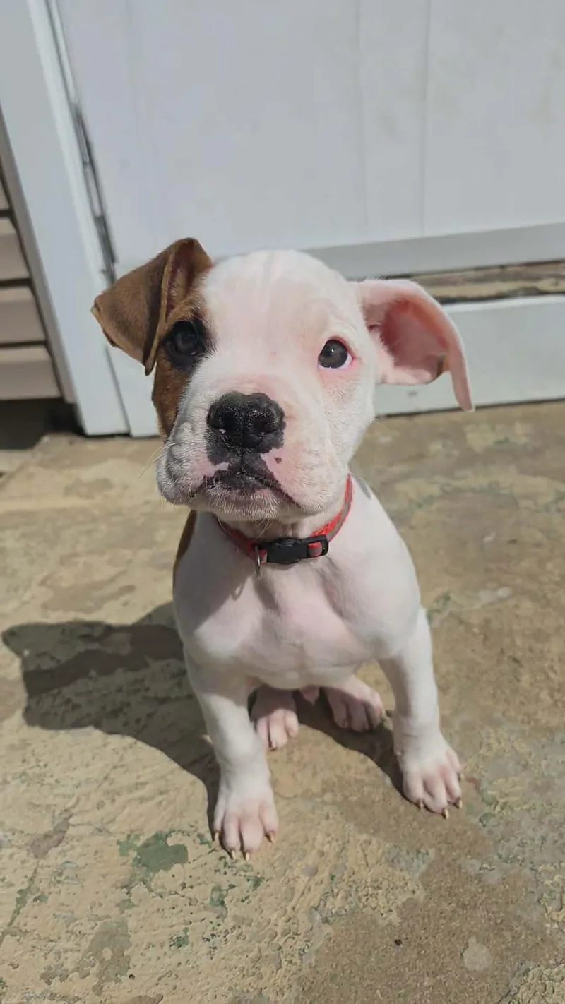 A baby medium-sized male White / Cream Boxer dog named Nashville for adoption in Akron, OH