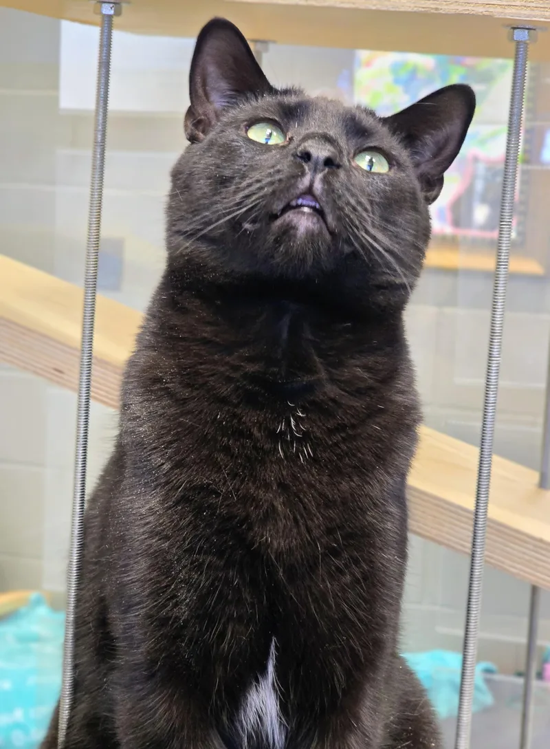 An adult large-sized male Black Domestic Short Hair cat named Abacus for adoption in Amityville, NY