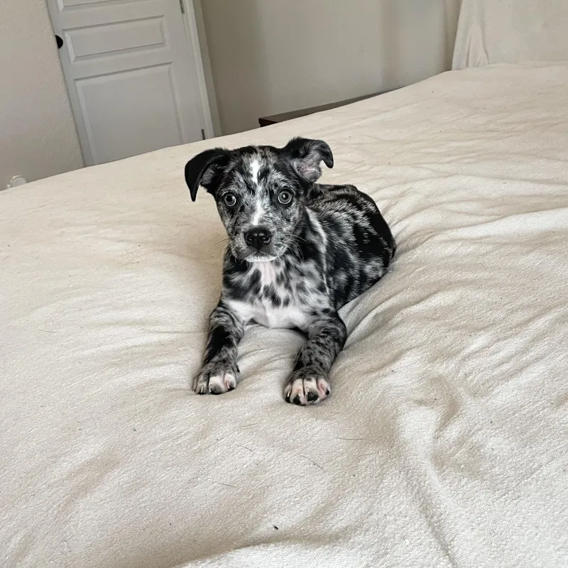 Perfect Tater Tot thumbnail 3
