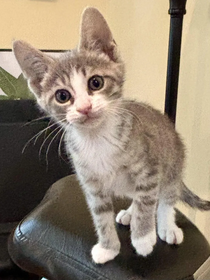 A baby medium-sized male Gray & White Domestic Short Hair cat named Hoshi for adoption in Trenton, NJ