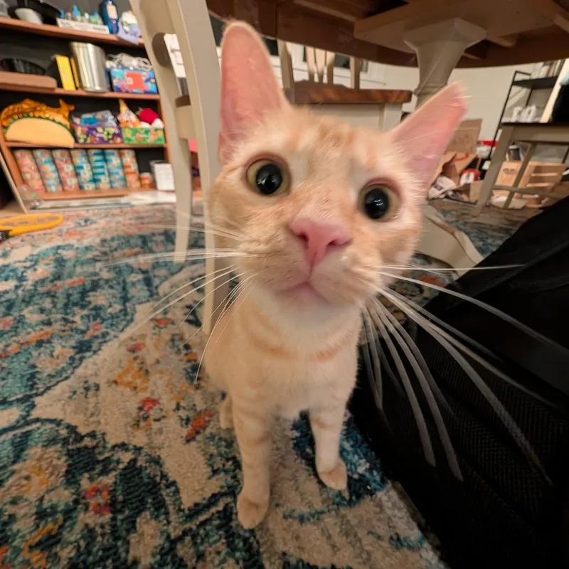 A young medium-sized male Orange / Red Domestic Short Hair cat named Guinness for adoption in PITTSBURGH, PA