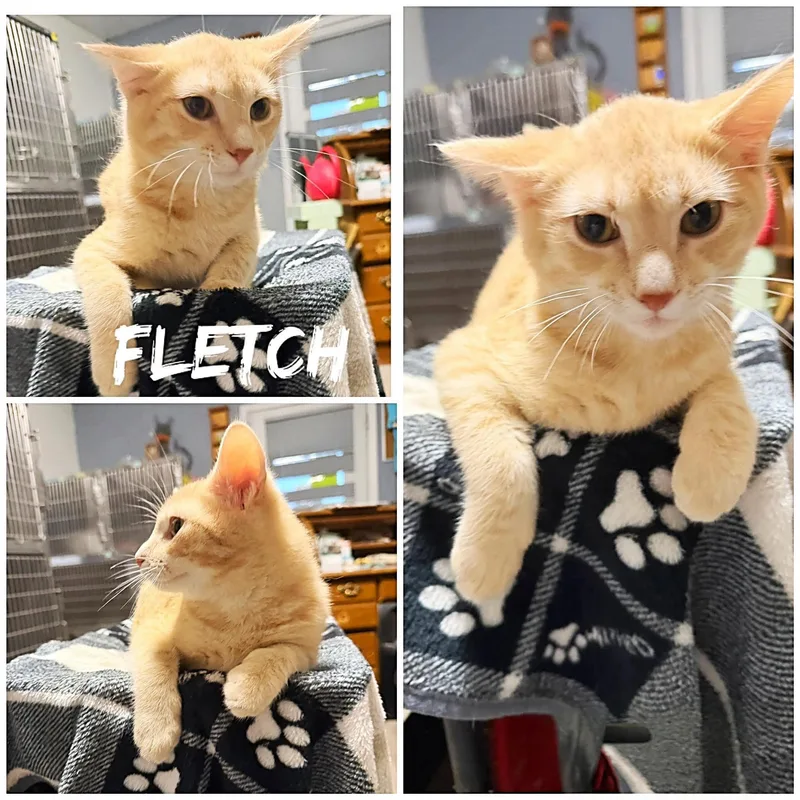 A young small-sized male Orange / Red Domestic Short Hair cat named Fletch for adoption in Saint James, MO