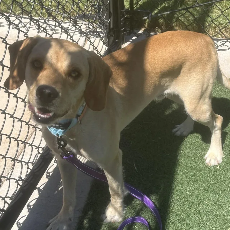An adult medium-sized male Yellow / Tan / Blond / Fawn Beagle dog named Sully for adoption in Portland, OR