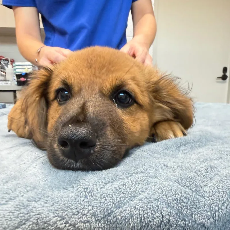 A baby medium-sized male Brown / Chocolate Mixed Breed dog named Duke for adoption in Englewood, FL
