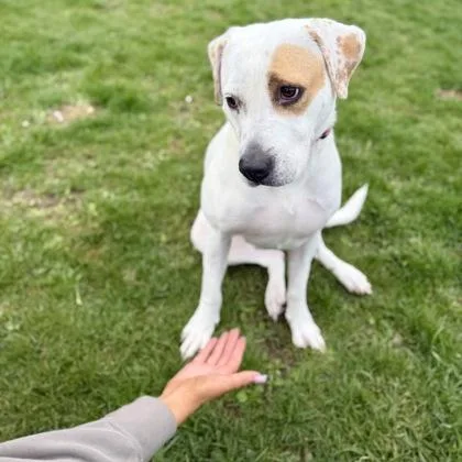 An adult medium-sized female Bicolor Mixed Breed dog named Star for adoption in Dubuque, IA