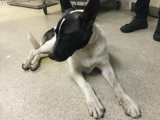 A young large-sized male German Shepherd Dog dog named Buck for adoption in Riverside, CA