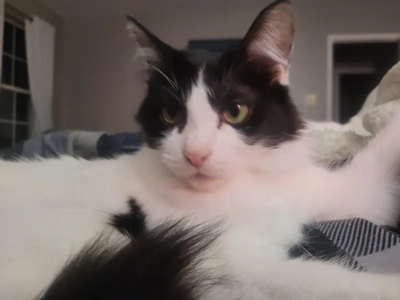 An adult medium-sized female Black & White / Tuxedo Domestic Medium Hair cat named Mantis for adoption in bauxite, AR