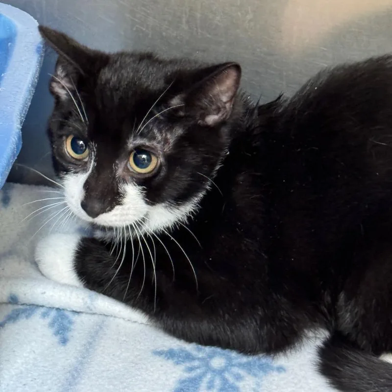 A baby small-sized male American Shorthair cat named Oreo for adoption in Perkiomenville, PA