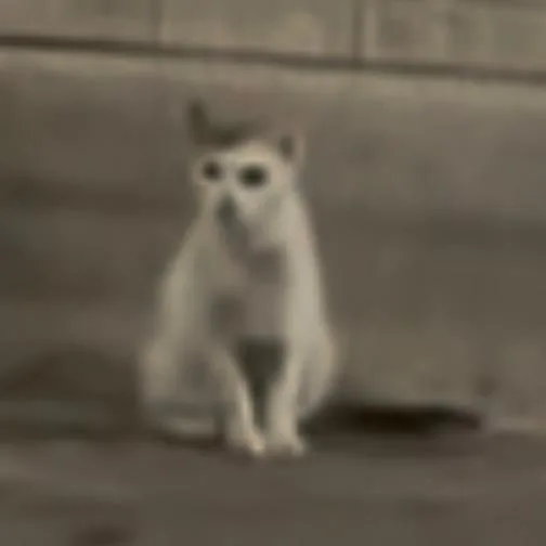 An adult small-sized female White Domestic Short Hair cat named Grey for adoption in Brooklyn, NY