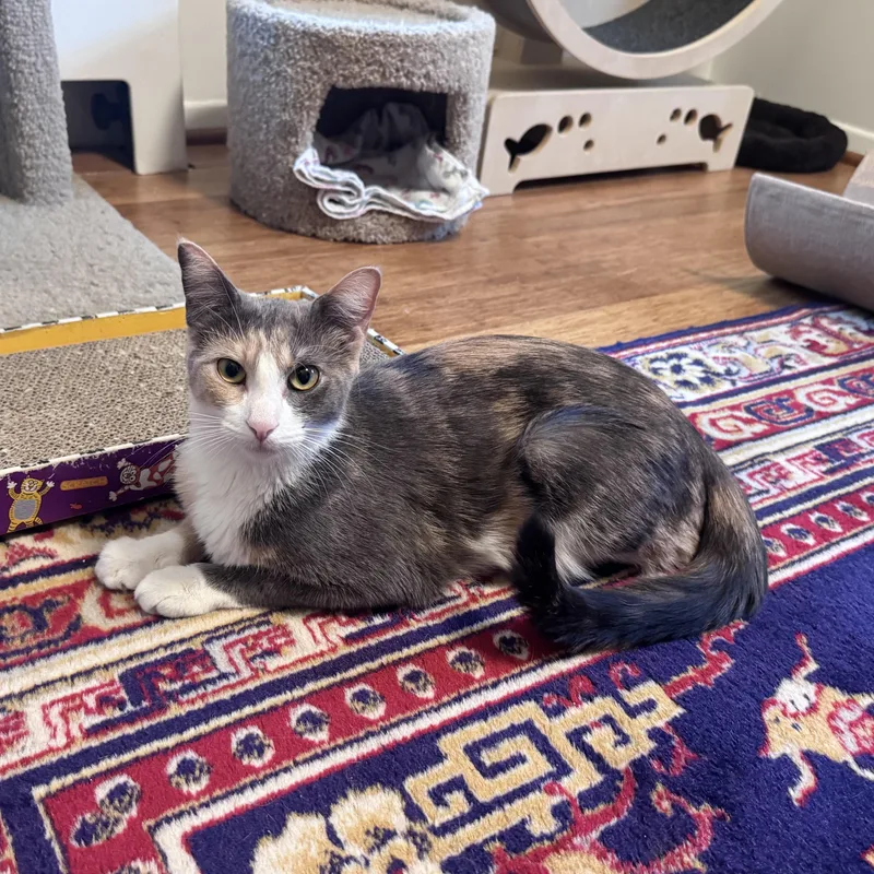 A young medium-sized female Dilute Calico Calico cat named Sarabi for adoption in East Northport, NY